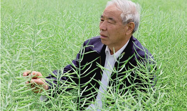 油菜专家的“花田喜事 ——记陕西省杂交油菜研究中心研究员李殿荣
