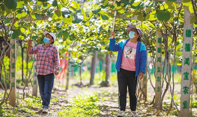 猕猴桃花开授粉忙
