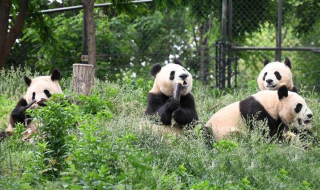 陕西添科普新地标！秦岭四宝科学公园5月28日开园 展示“世界唯一”七仔