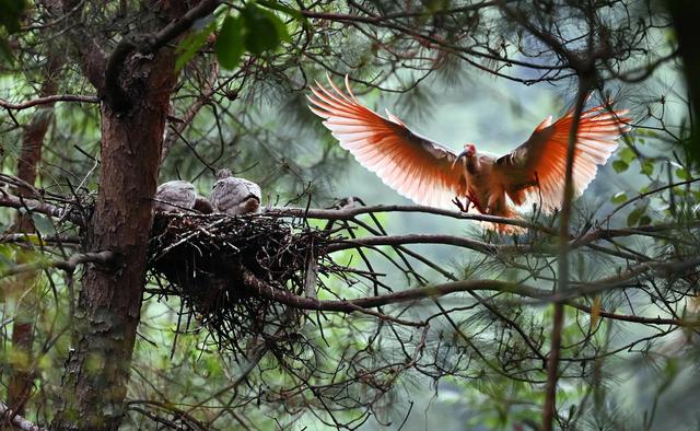 风雨兼程四十载 朱鹮翩翩誉世界