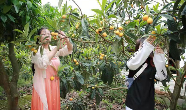 枇杷满园果飘香