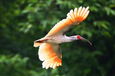這里的山嶺無朱鹮——探訪40年前朱鹮發(fā)現地