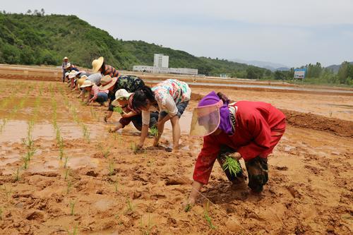 實(shí)施水稻栽種 助力鄉(xiāng)村振興——洛南縣自然資源局與保安鎮(zhèn)眉底村聯(lián)合開(kāi)展“我為群眾辦實(shí)事”插秧活動(dòng)