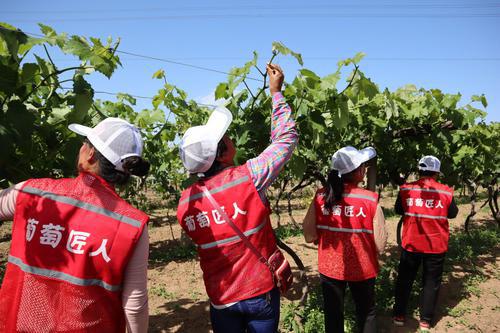 寶雞葡萄產(chǎn)業(yè)技術(shù)服務(wù)暨簽約活動(dòng)舉行