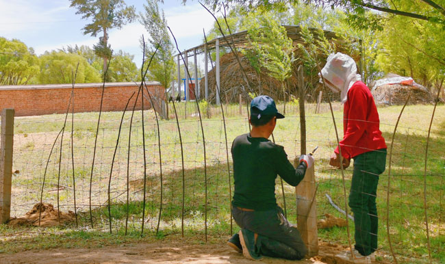 榆阳区巴拉素镇：五条路径蹚出美丽乡村新模式