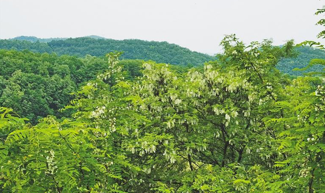三秦新风貌 永寿：槐花盛开蜜飘香