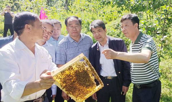 让蜂蜜产业发展更“甜蜜”