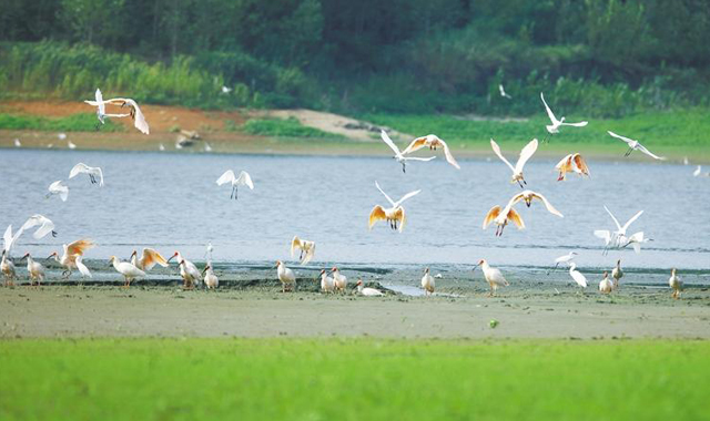 一方水土|朱鹮发现第一人