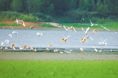 朱鹮發(fā)現(xiàn)第一人 一家三代接力牧鹮