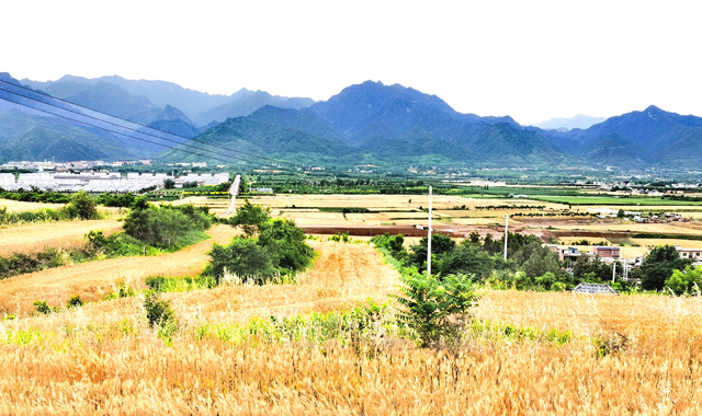 关中灌区小麦即将“开镰”