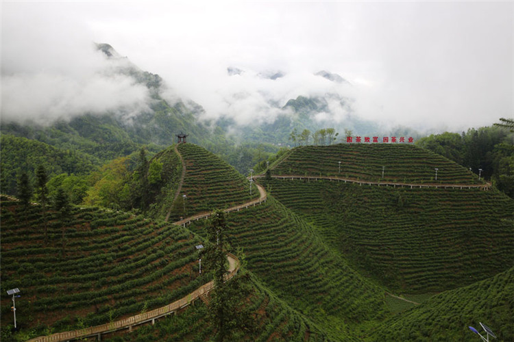 陜西茶葉區(qū)域公用品牌總價值增長10.36億元