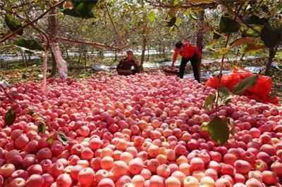 陜西將建立果業(yè)重點企業(yè)聯(lián)系制度