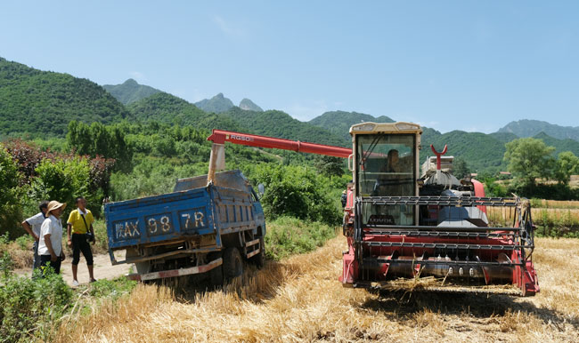 西安地区小麦开始收割
