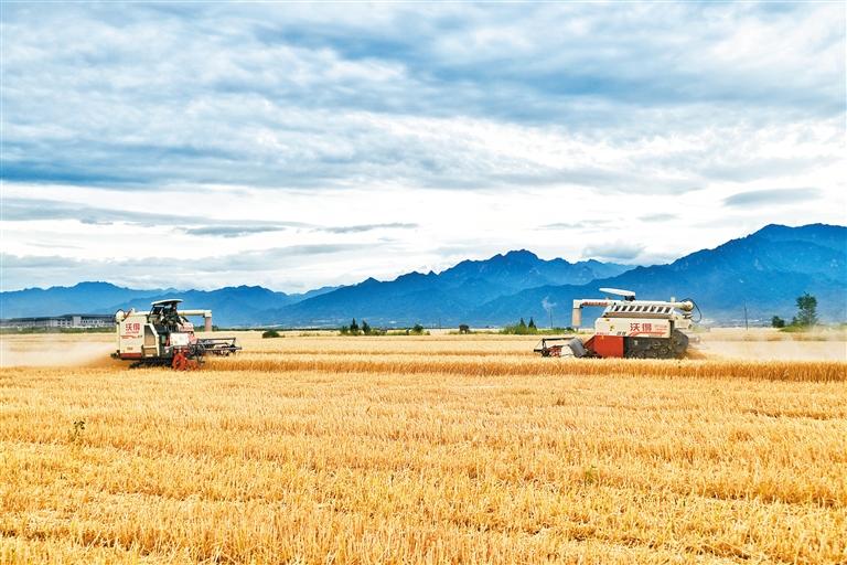 西安夏糧收獲過半