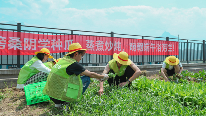 采摘蔬菜、烹饪美味、制作粽子 陕西这所高校花式过端午