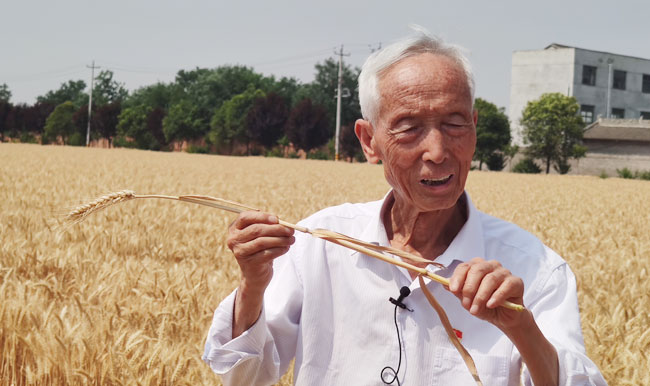 为农科强“芯” 为教育铸魂——记小麦育种专家、杨凌职业技术学院研究员赵瑜