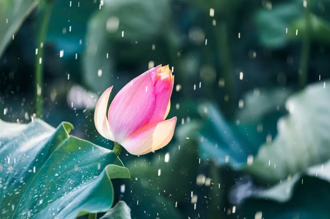 夏至：藕花深处，夏日悠长