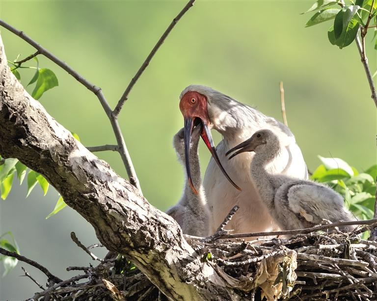“銅川籍”朱鹮家族再添31名成員   秦嶺以北朱鹮野外繁殖地再次向北推進(jìn)