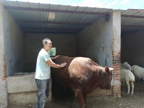 府谷縣劉永軍：牽住牛鼻子 “犇”向致富路