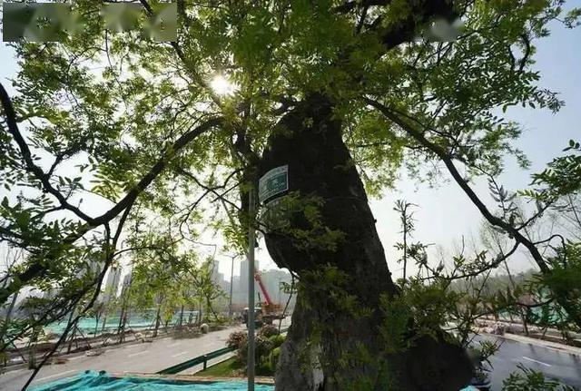 西安263歲最牛“釘子樹(shù)”立路中央 城市為其繞道修路