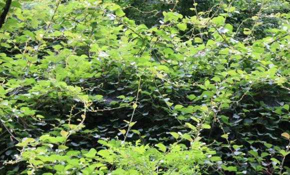 陕西秦岭发现“野生猕猴桃树
