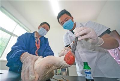 陜西漢中朱鹮保護(hù)區(qū)近兩個(gè)月救助野外病傷朱鹮44只