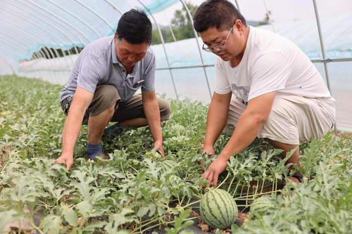 甜蜜小西瓜 濃濃蘇陜情