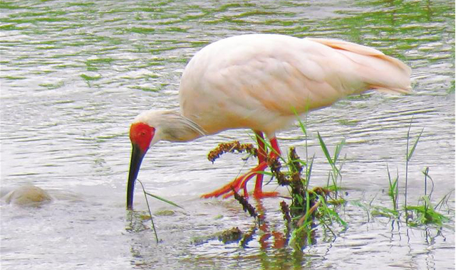秦岭陕西段 为啥珍稀野生动植物频频“亮相”?