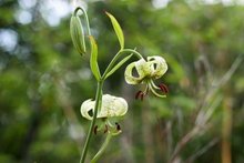 3株“綠花百合”現(xiàn)身秦嶺