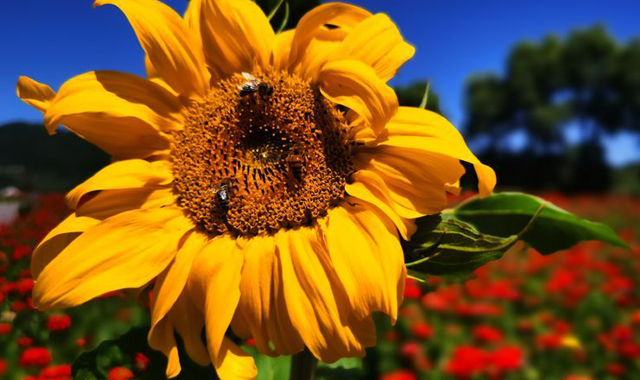 【视觉陕西】宝鸡太白县:雪域慢城 满城花香