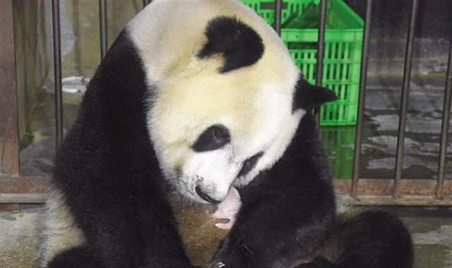 “丫丫”诞下龙凤胎 陕西人工饲养秦岭大熊猫种群数量达36只