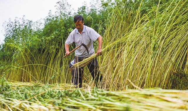种植益母草 走上致富路