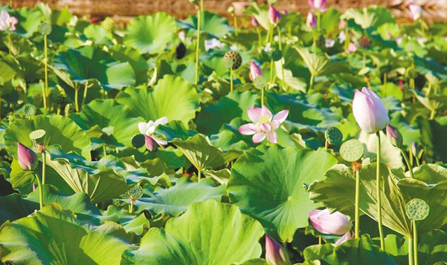 荷花次第开 采收致富忙