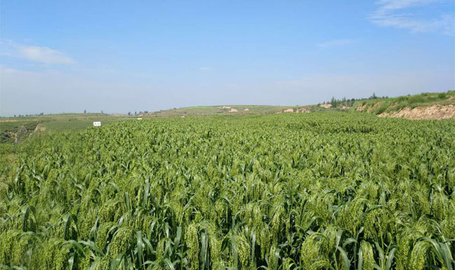 府谷糜子：从“救命粮”到“品牌粮”