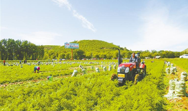 特色农业兴乡村 ——吴起县推进现代农业发展纪实