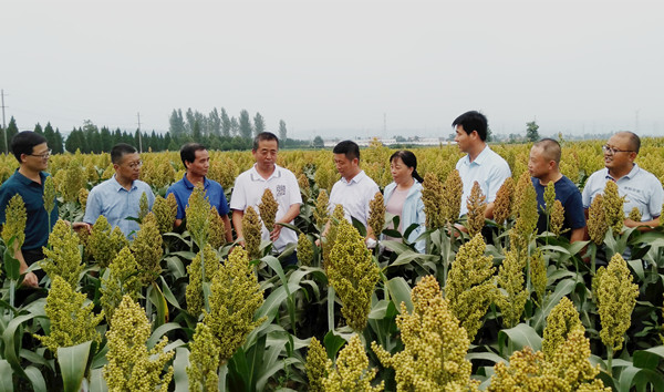 鳳翔紅高粱基地成網(wǎng)紅打卡地