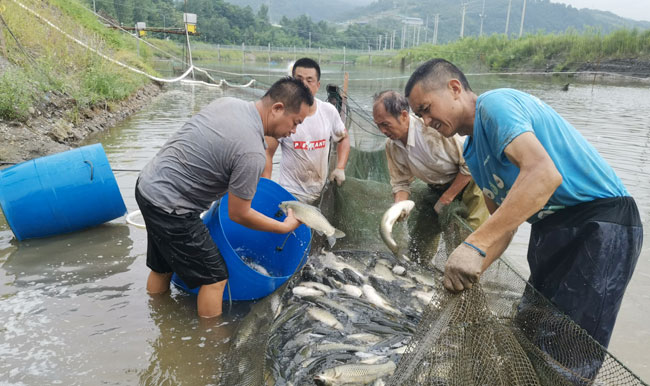 汉阴以生态渔业促群众增收