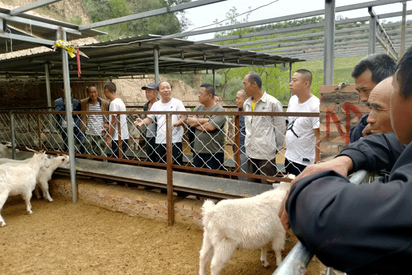 米脂桃鎮(zhèn)：養(yǎng)殖戶參觀學習舍飼養(yǎng)殖技術
