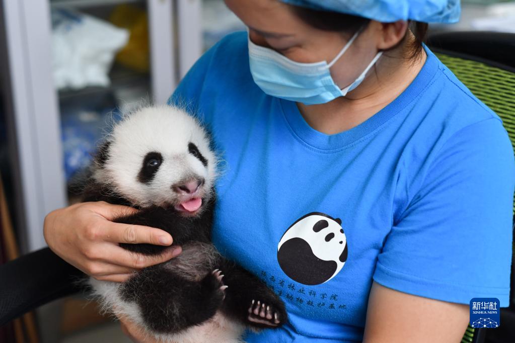 8月20日，陕西秦岭大熊猫研究中心，工作人员在照料一只大熊猫幼仔。