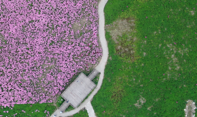 约起到留坝看百亩花海