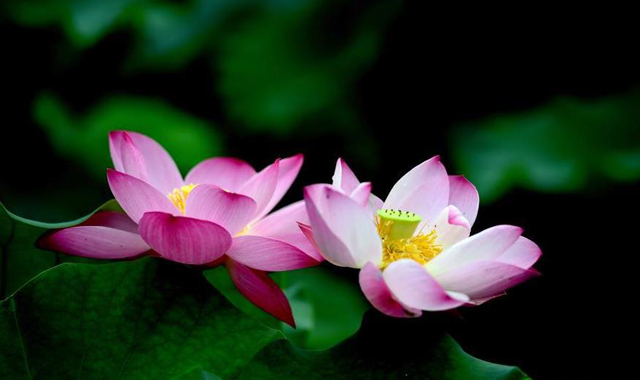 山东烟台：荷花绽放点缀初秋