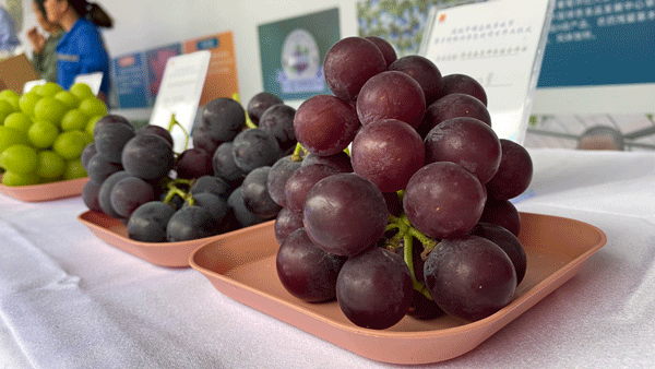 慶祝中國(guó)農(nóng)民豐收節(jié) 西安高新區(qū)鄉(xiāng)村振興示范村項(xiàng)目正式開工