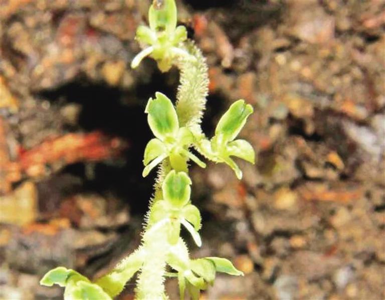 陜西蘭科植物再添“新丁”