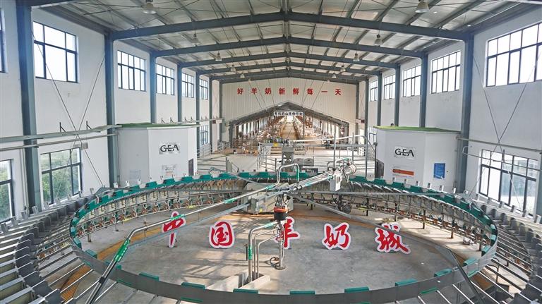 奶山羊產(chǎn)業(yè)如何破局？乾縣奶山羊產(chǎn)業(yè)發(fā)展調(diào)查