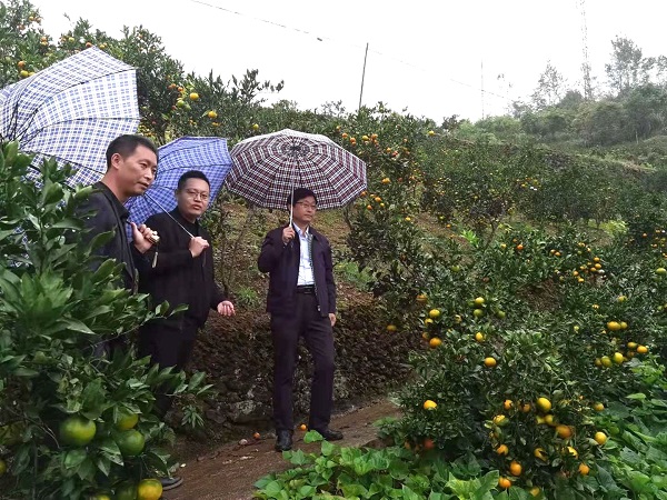 岚皋政协到大道河镇调研乡村振兴工作