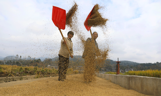 洛南县60亩水稻试验田喜获丰收