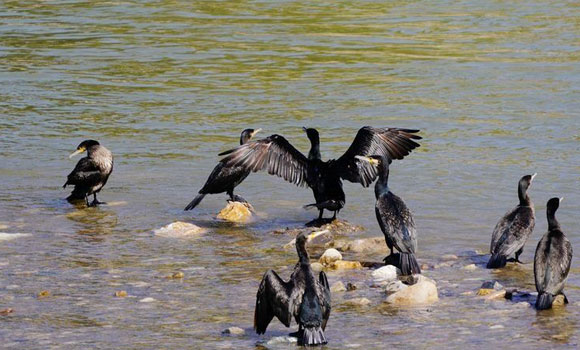 商洛市商州區丹江濕地公園飛來一群