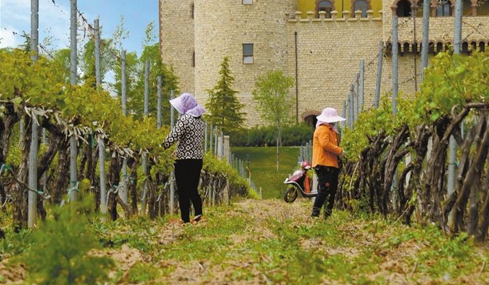 五陵原上“波尔多”  ——秦汉新城特色葡萄产业发展观察