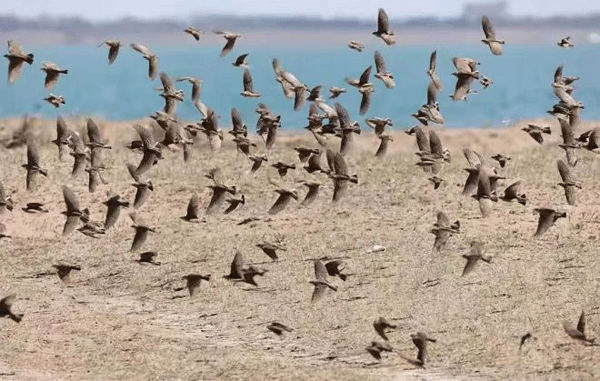神木红碱淖成为3万多只南迁候鸟的中转驿站