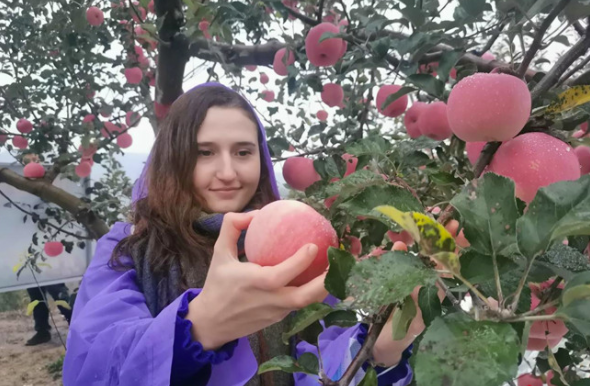 【寻找中国“延”色】丝路大V延安行活动启动 延安苹果“红”色味道惹人醉